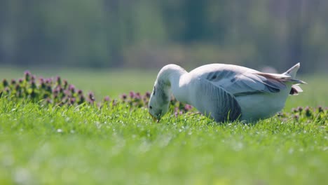 lone white greylag goose feeding in lush green farmland meadow