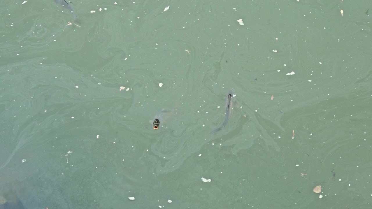 A big fish swims in a pond and splashes in the water. Many fish swim on the surface of the water and splash in the water. Lake with fish