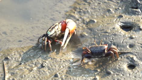 close up wild crustaceans found in its natural habitat, fiddler crabs foraging and sipping minerals in a puddle of water in the muddy tidal flat at gaomei wetlands preservation area, taichung, taiwan