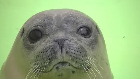 seal looks into the lens