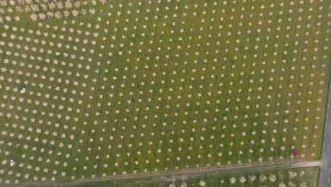 Eine-Faszinierende-Luftaufnahme-Des-Sonnenuntergangs-über-Blühenden-Pflaumenplantagen-In-Der-Dordogne,-Frankreich