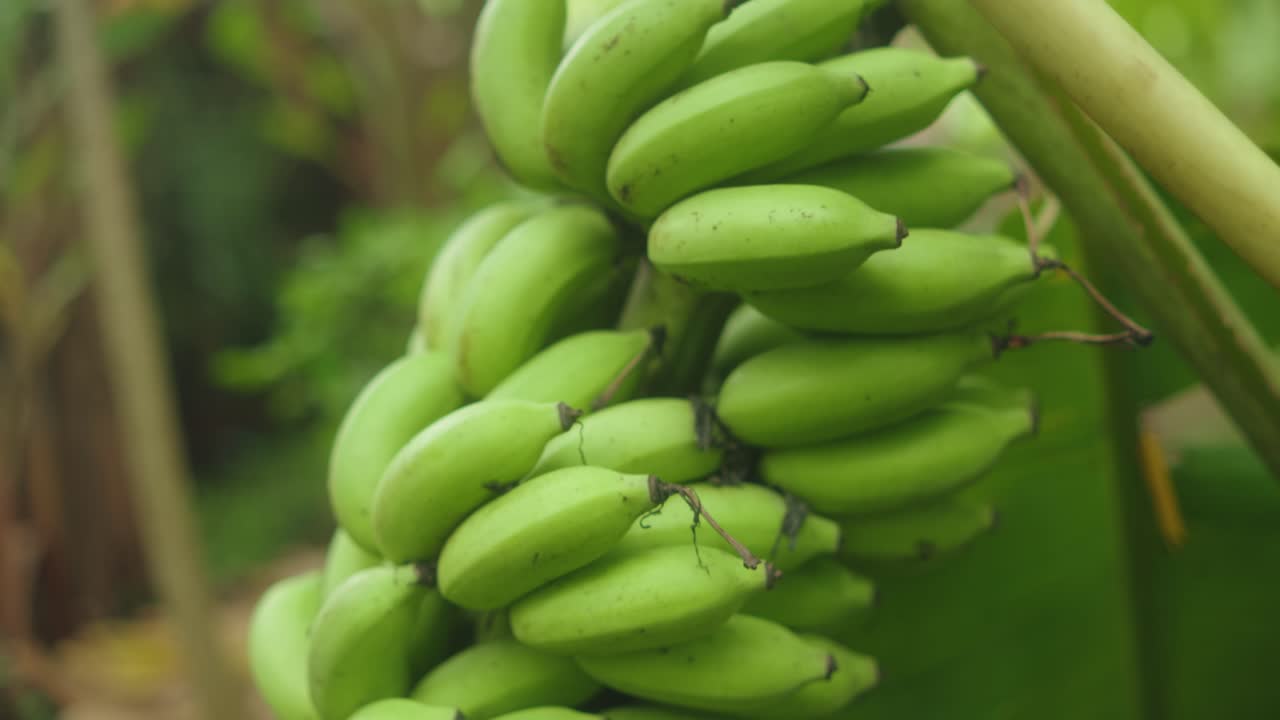 Green bananas on tree in tropical garden, fresh and natural vibe