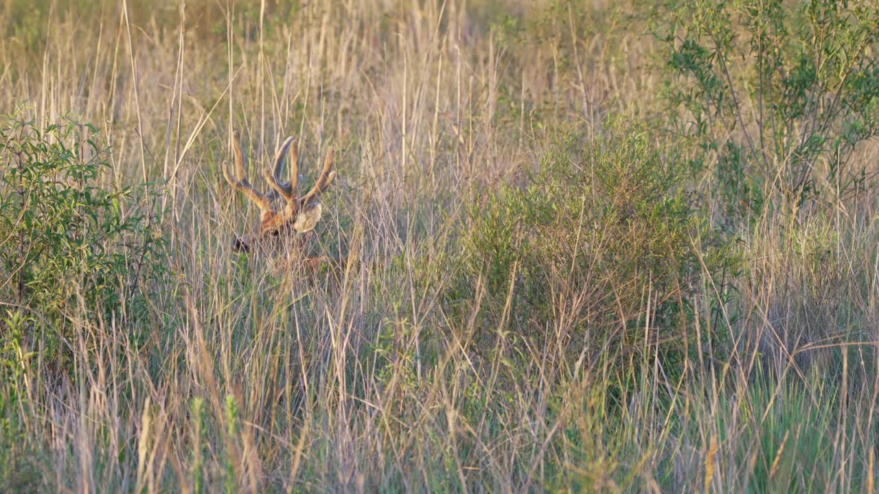 ciervo camuflado de pantano salvaje, blastocerus dichotomus apareció repentinamente de arbustos de hierba de aguja y miró a la cámara, humedales de ibera, pantanal, brasil