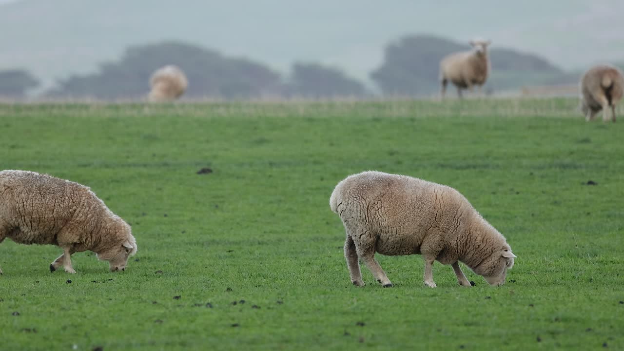 양 들 이 울창 한 들판 에서 풀 을 먹고 있다