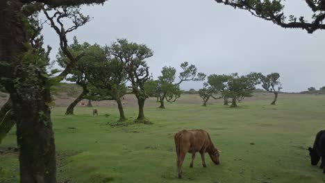 Peaceful-scene-of-cows-grazing-within-the-Fanal-Forest-in-Madeira