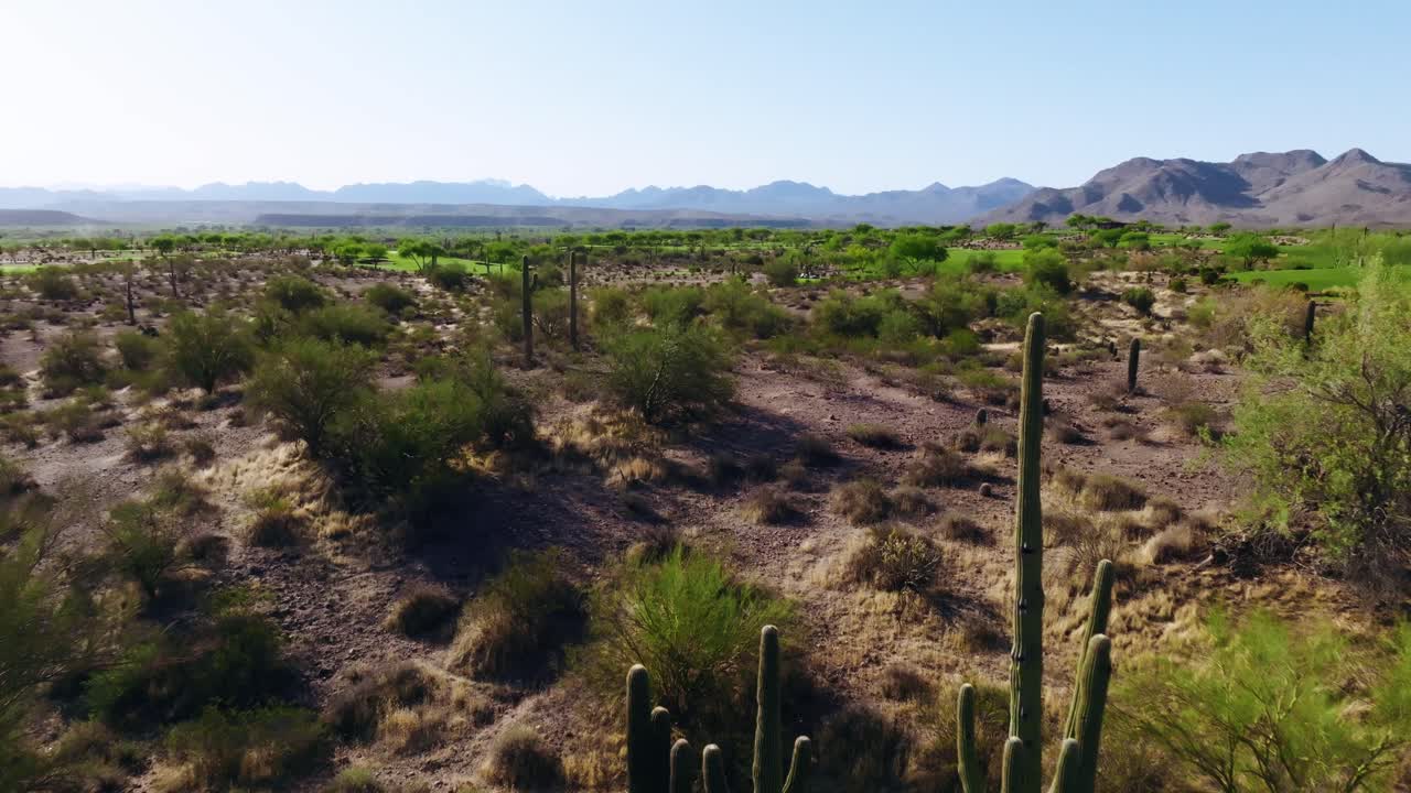 Low drone shot gliding over desert terrain with tall saguaro cacti and mountains in the distance