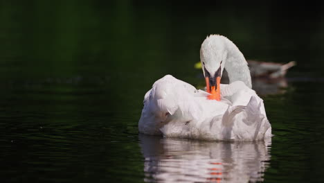 white mute swan preening cleaning feathers at pond while duck swims behind in slow motion