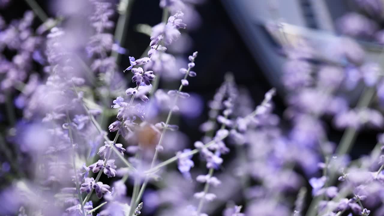 la polilla del colibri se alimenta de las flores de lavanda.