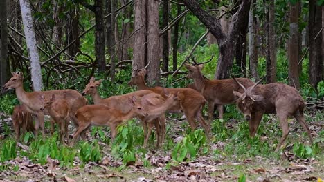 The-Eld's-Deer-is-an-Endangered-species-due-to-habitat-loss-and-hunting