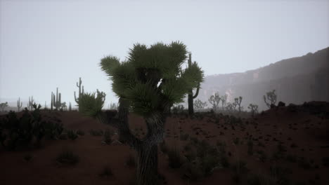 Vista-Del-Atardecer-Del-Desierto-De-Arizona-Con-Cactus-Saguaro-Y-Montañas