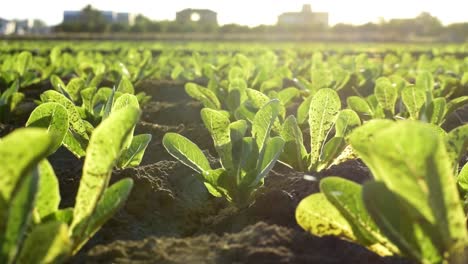 pequeñas y hermosas lechugas que crecen en plantaciones en españa