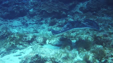 Eagle-ray-swim-hover-reef-white-sand-seabed,-Norfolk-Island-underwater