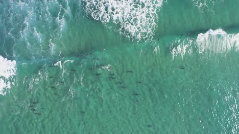 Aerial-view-of-dolphins-cruising-in-a-beautiful-relaxing-blue-water