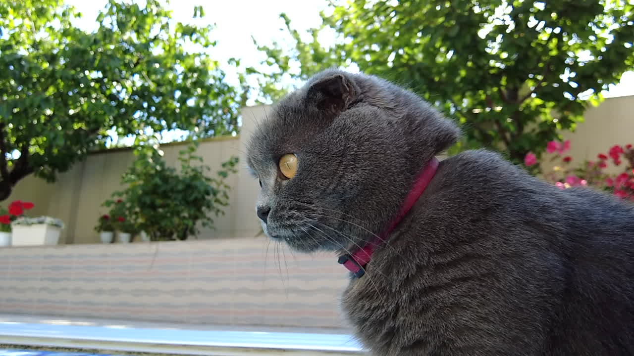 Gatto Scottish Fold con occhi arancioni e collare rosso in piedi vicino a una piscina