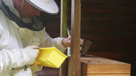 male beekeeper removing unhealthy bees with his bare hand, medium shot