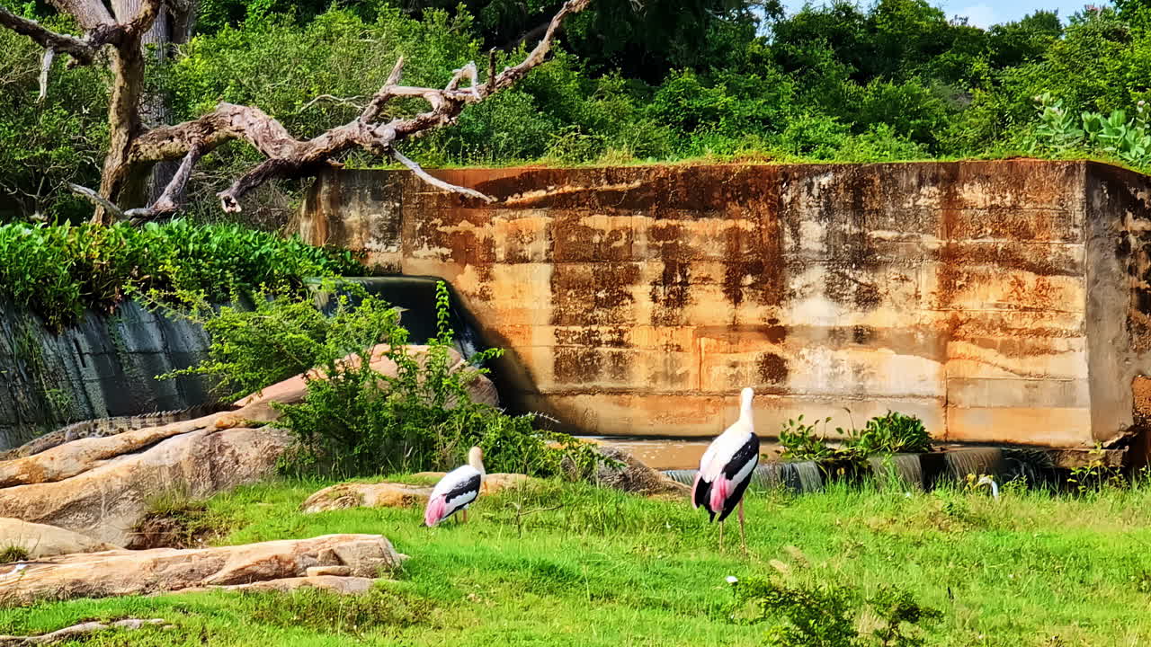 Scenic wildlife safari train view of stork birds standing in lush Yala National Park landscape in Sri Lanka