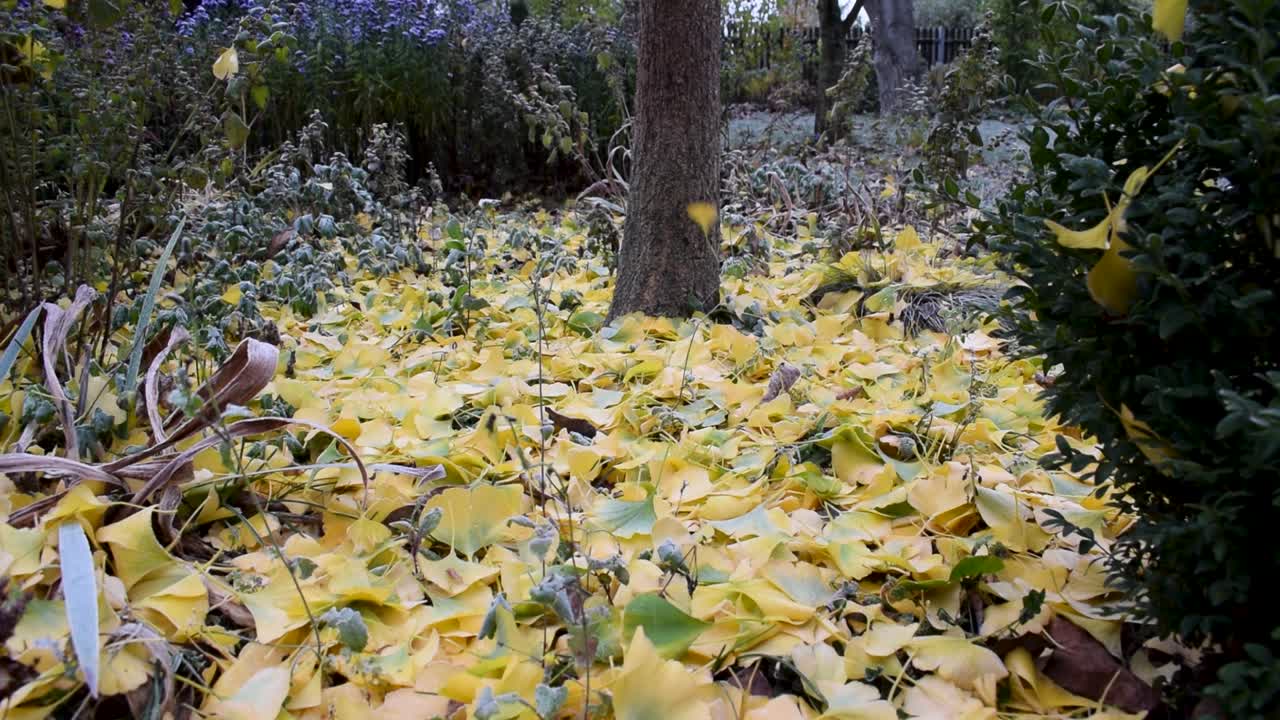 hojas de ginkgo de color amarillo cayendo al suelo