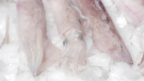 pantalla de calamar en hielo picado en el mercado de pescado