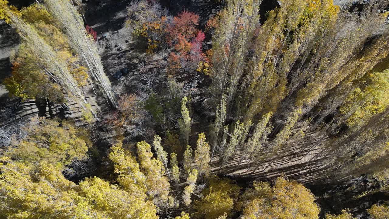 vista aérea de un bosque en otoño, mostrando los tonos dorados de los árboles