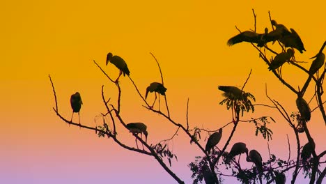 los pájaros de la cigüeña de pico abierto asiática se posaron en un árbol grande en una puesta de sol vívida