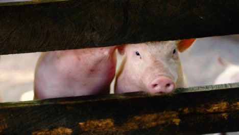 Cerdos-Divertidos-Mirando-A-Través-De-La-Cerca-De-Una-Granja-4k
