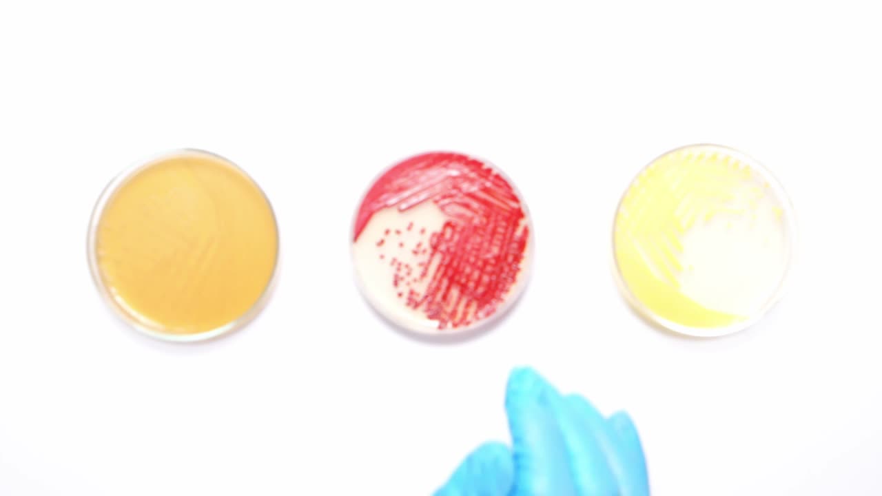 Top view close up blur scene bacteria in petri dish, scientist hand with glove move plate of sample on white floor, experiment of microbial culture in microbiology science laboratory.