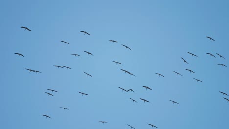 Das-Luftballett-Der-Natur:-Ein-Riesiger-Vogelschwarm,-Der-Durch-Die-Luft-Gleitet-Und-Wirbelt