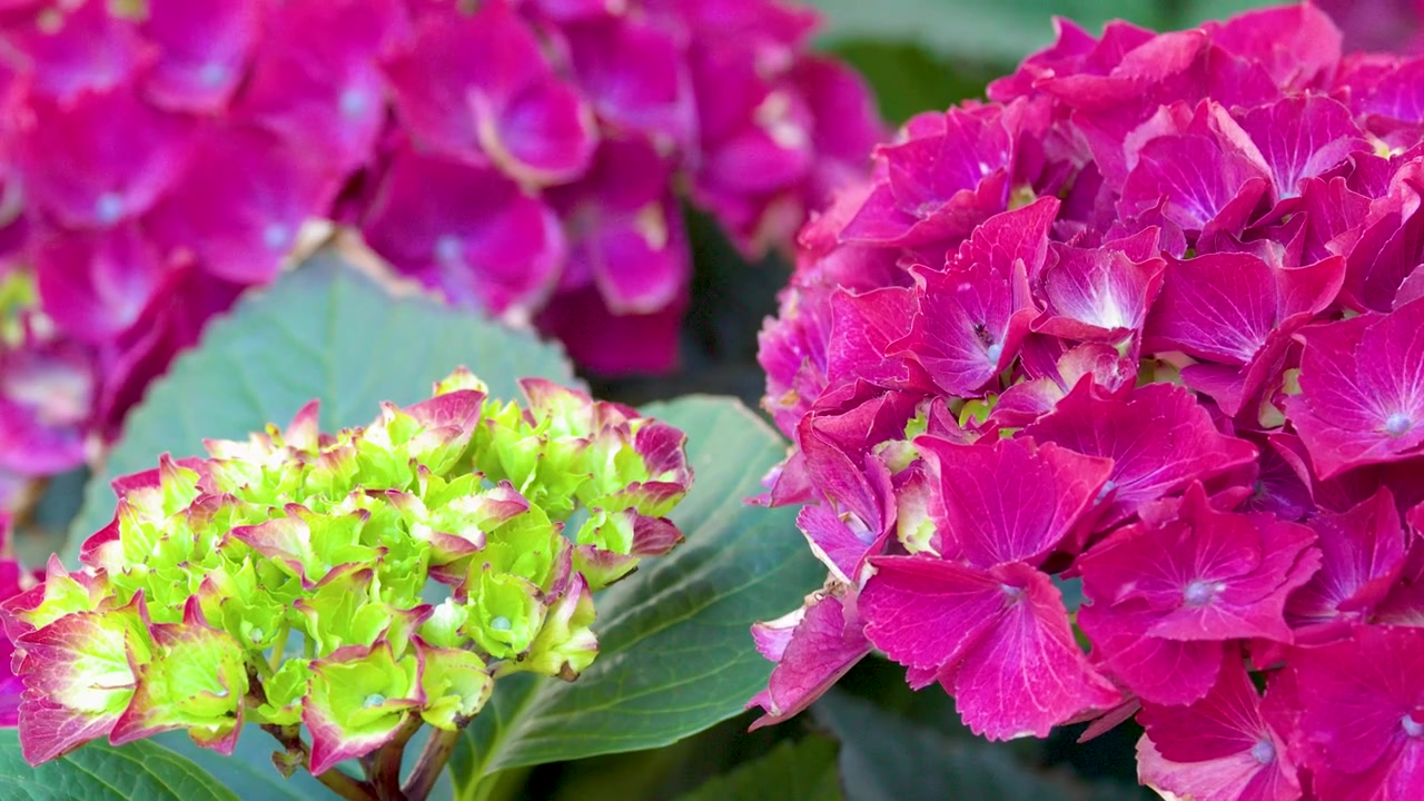 Close-up handheld shot of pink hydrangea blossoms and green leaves in soft natural daylight.