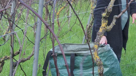 woman farmer pruning grapevines in vineyard during early spring, green grass and bare vines visible