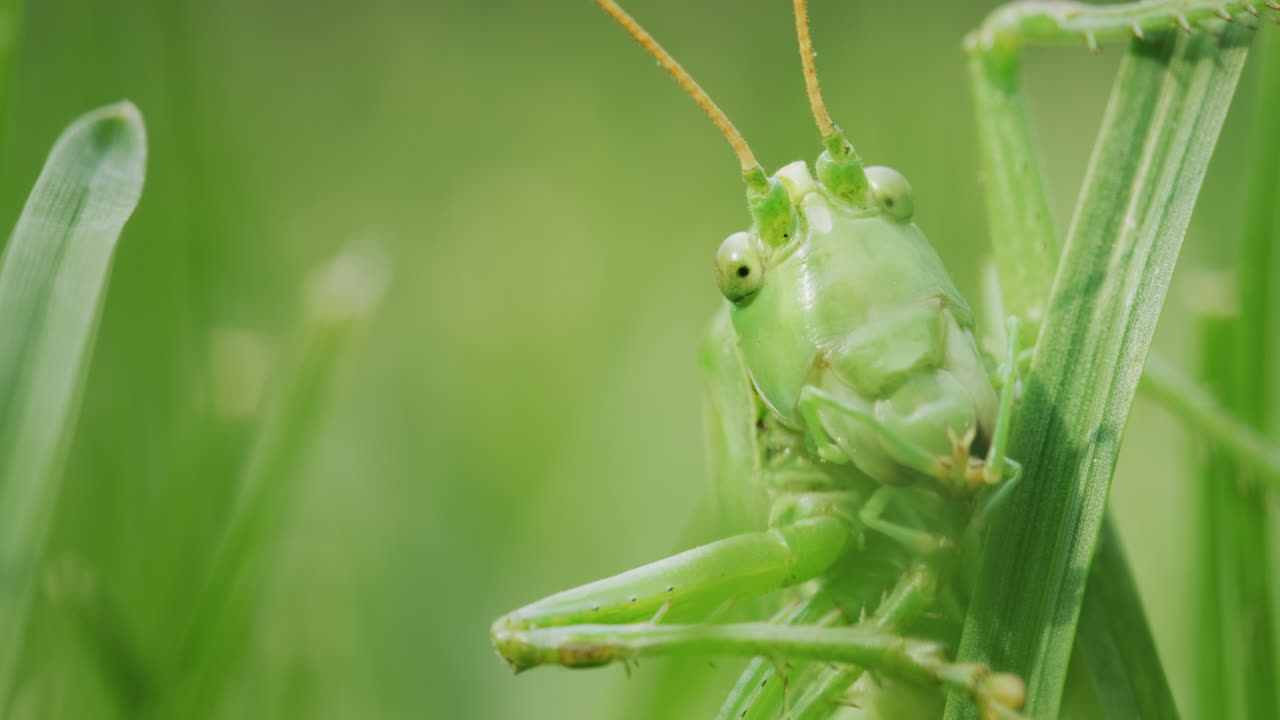 Ritratto divertente di una grande locusta verde. Testa in primo piano nell'inquadratura.