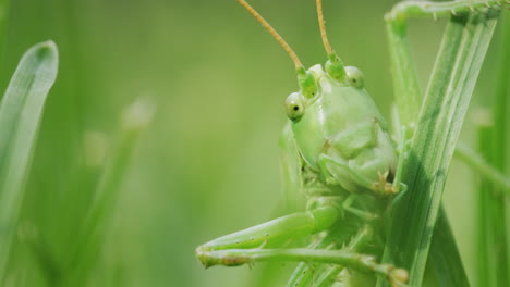 Funny-portrait-of-a-large-green-locust.-Head-close-up-in-the-frame