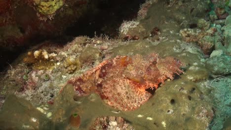 pez escorpión nadando sobre arrecifes de coral tropicales