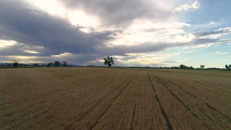 Entfernter-Baum-Allein-In-Einem-Weizenteppich