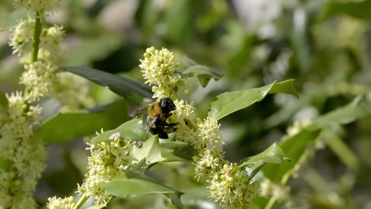 Two Large Carpenter Bees with Golden Hairs on White-Yellow Flora