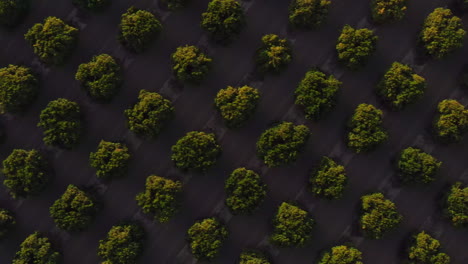 Aerial-top-down-view-of-apple-orchard