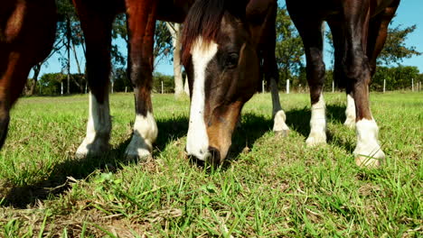 caballo hembra y su potro pastando en un pasto