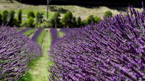 Largas-Hileras-De-Plantas-De-Lavanda-Con-Abejorros-Volando