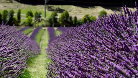 Long rows of lavender plants with bumble bees flying