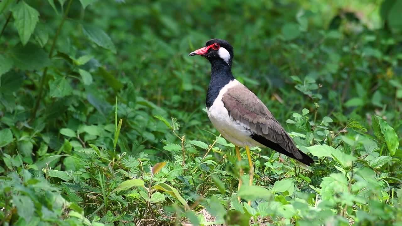 el avefría de barbas rojas es una de las aves más comunes de tailandia
