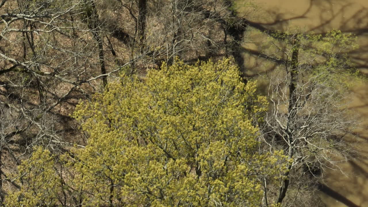 Tree Shadows At The Riverbanks Of Lower Hatchie National Wildlife Refuge In Tennessee, USA
