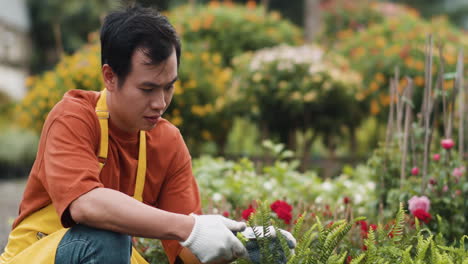 gardener pruning leaves