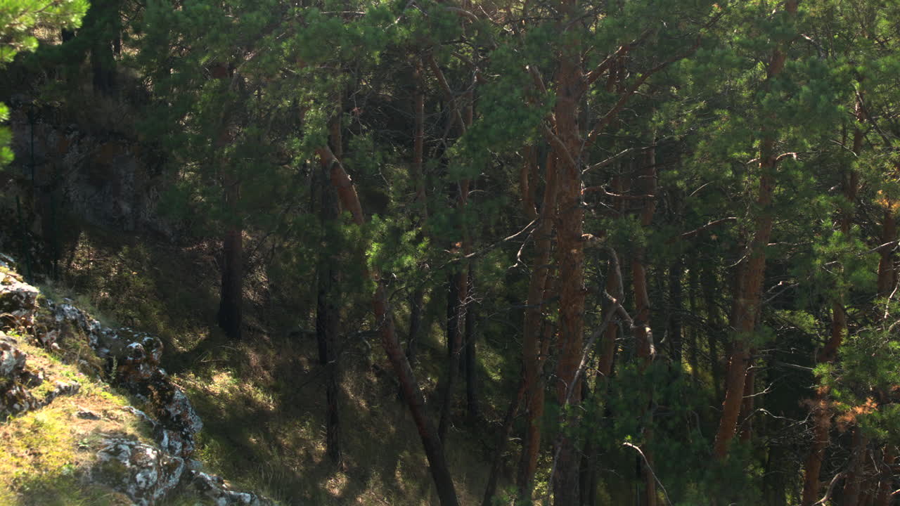 Sunlit Pine Forest On Rocky Slope, Dense Trunks And Moss Covered Boulders, Dappled Sunlight Through Canopy. Media