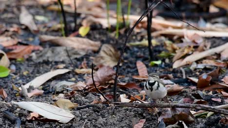 Die-Waldstelze-Ist-Ein-Sperlingsvogel,-Der-Auf-Ästen-Und-Waldböden-Nach-Nahrung-Sucht-Und-Ständig-Mit-Dem-Schwanz-Zur-Seite-Wedelt