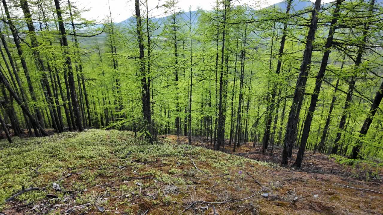 Walking through a dense forest with tall green trees, the morning sun casts a serene glow on the vibrant landscape in the mountains