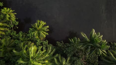 lush green palm trees and other vegetation from above at the edge of a dark body of water