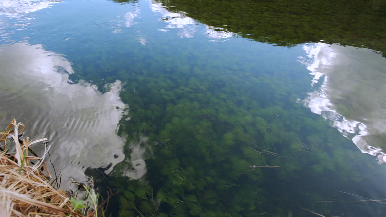 fotografía estática de un arroyo de montaña limpio y potable con plantas acuáticas