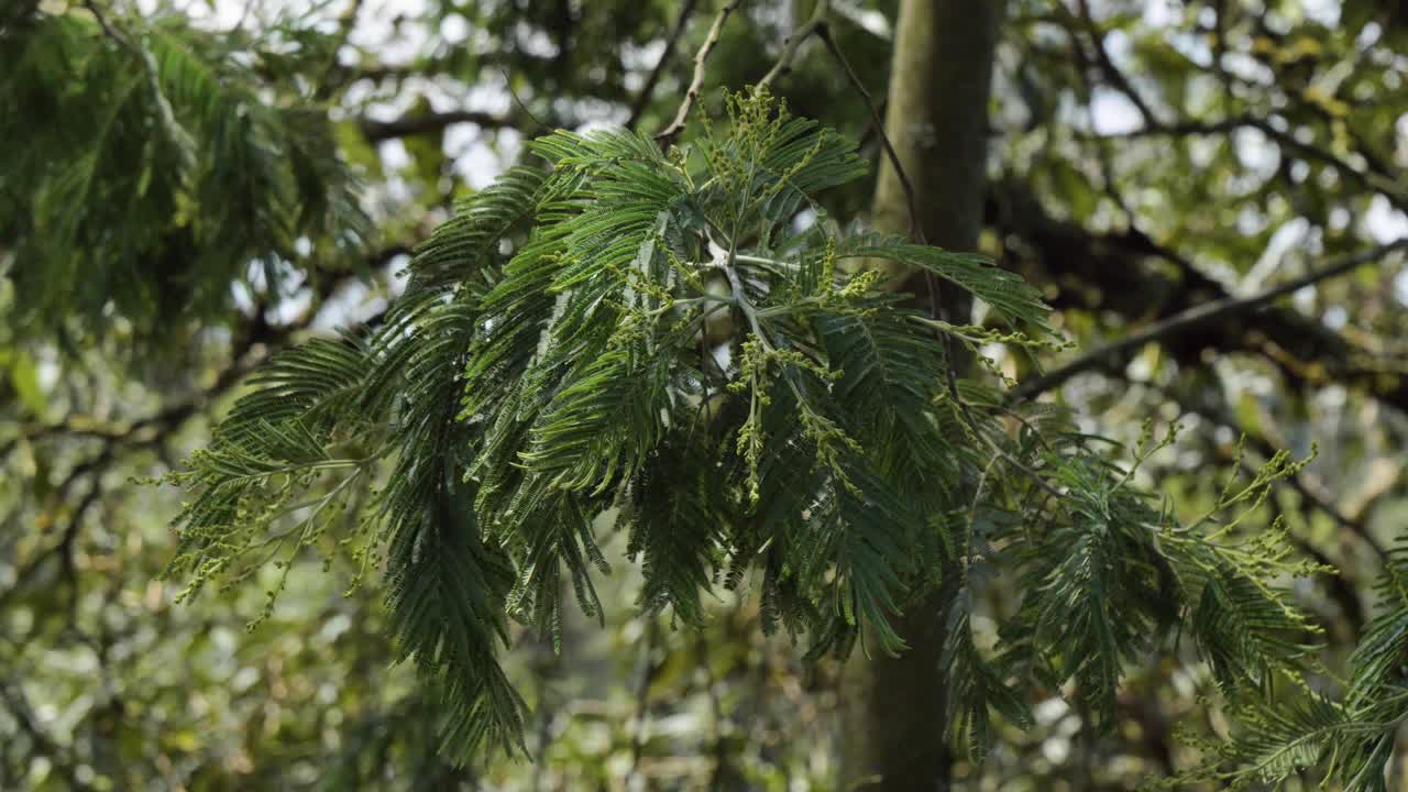 Looking Up At Hanging Green Leaves Of Acacia Tree Gently Swaying In Wind