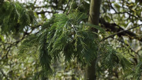 Mirando-Las-Hojas-Verdes-Colgantes-Del-árbol-De-Acacia-Que-Se-Mecen-Suavemente-En-El-Viento