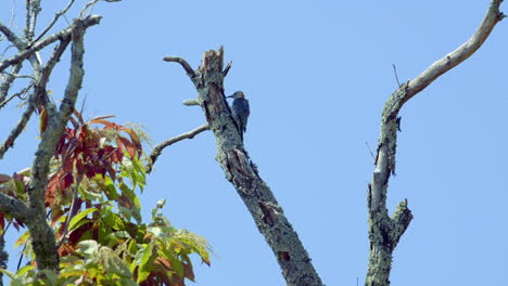 Red-bellied-woodpecker-on-a-tree-trunk-and-branches