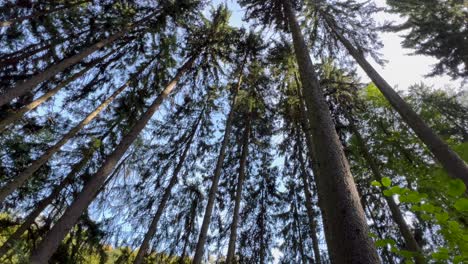 view of tall trees in a forest